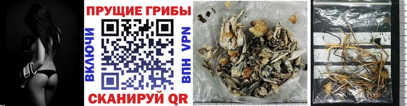 Галлюциногенные грибы Psilocybe  Верхняя Тура 